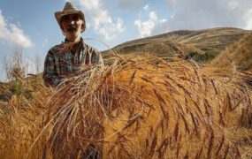 قیمت خرید تضمینی 32 قلم کالای اساسی