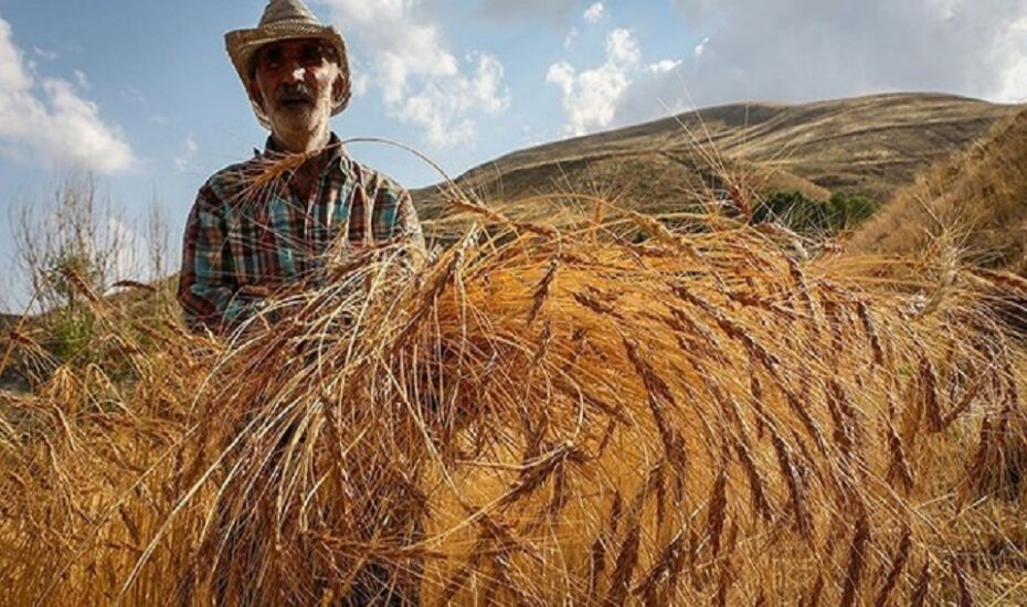 قیمت خرید تضمینی 32 قلم کالای اساسی