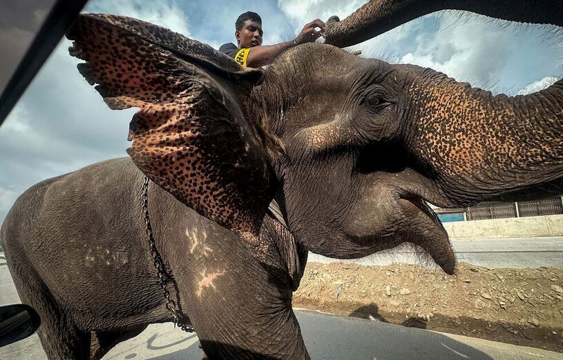 یک فیل بنگلادش