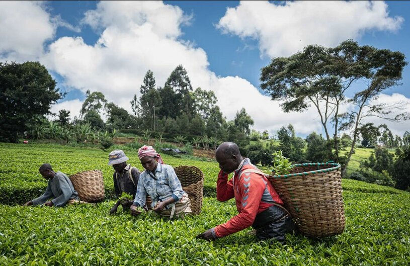 مزرعه چای نایروبی کنیا
