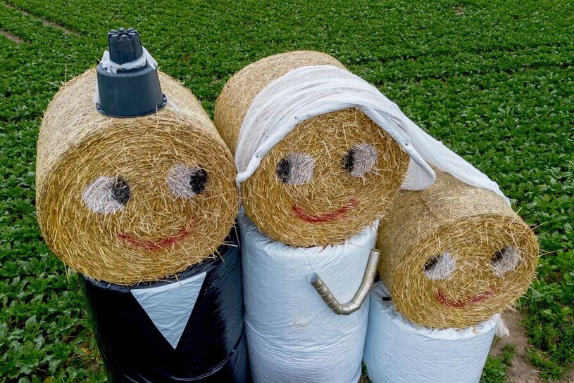 کاه های درست شده به شکل عروس و داماد 