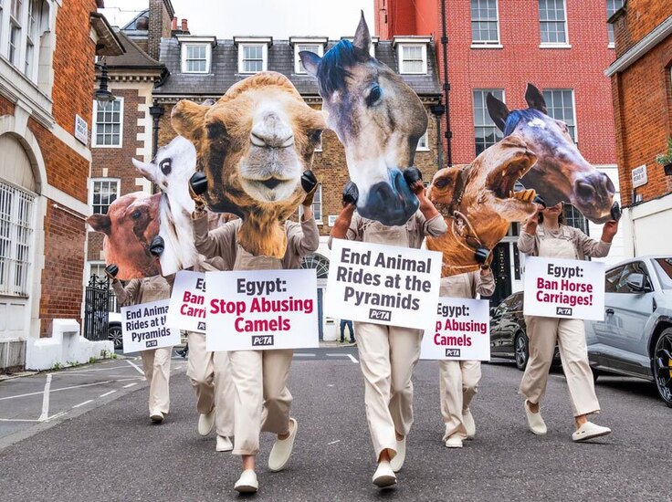 حامیان حقوق حیوانات در مقابل سفارت مصر در لندن