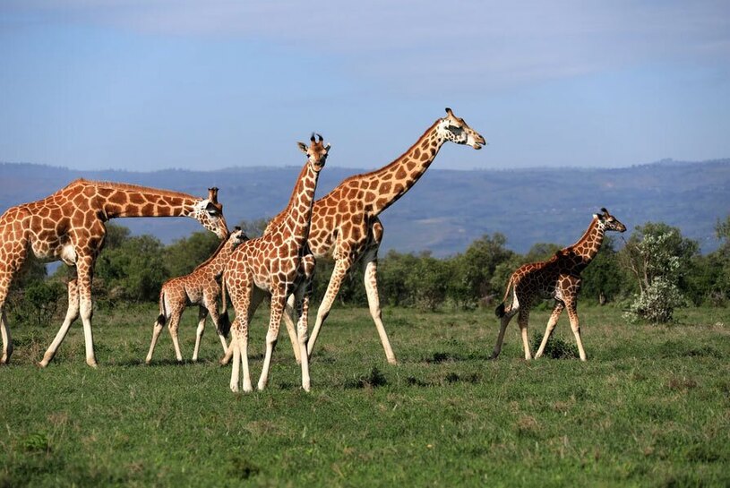 زرافه های پارک ملی دریاچه ناکورو