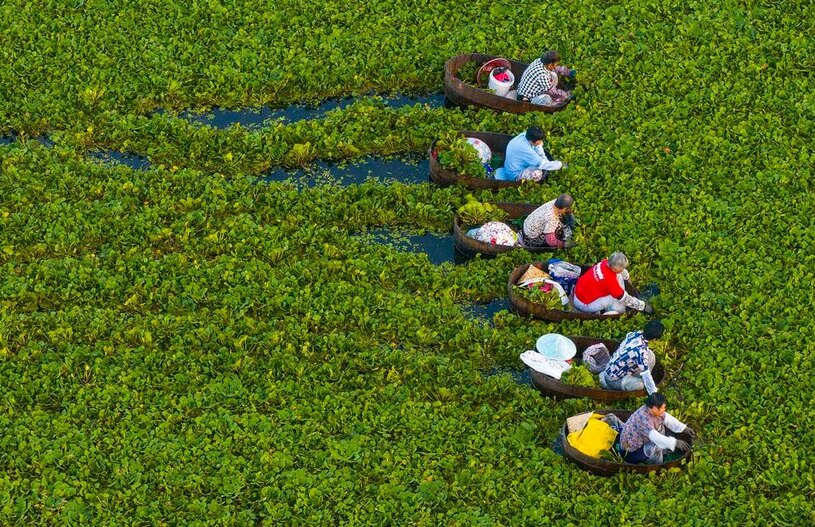 کشاورزان چینی در حال چیدن شاه بلوط آبی