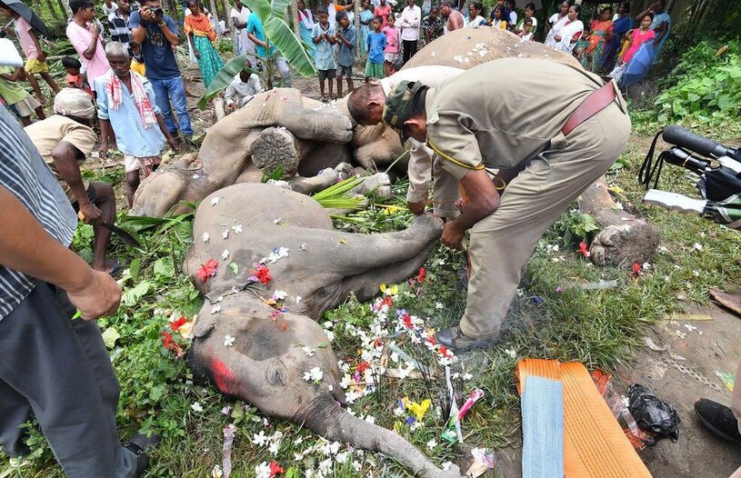 لاشه فیل هایی را که بر اثر برق گرفتگی مرده اند
