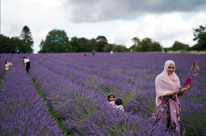 بازدید گردشگران از یک مزرعه اسطوخودوس