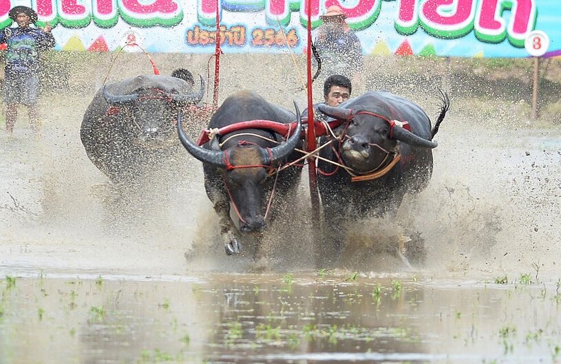 مسابقه گاومیش رانی