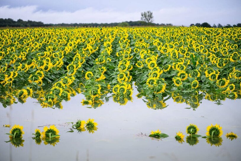 مزرعه آفتابگردان سیلزده در اسلونی