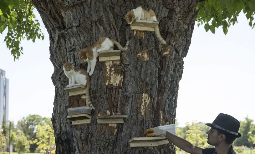 غذا دادن به بچه گربه ها آنکارا 