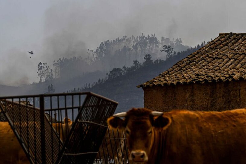 تلاش برای خاموش کردن آتش سوزی جنگلی 