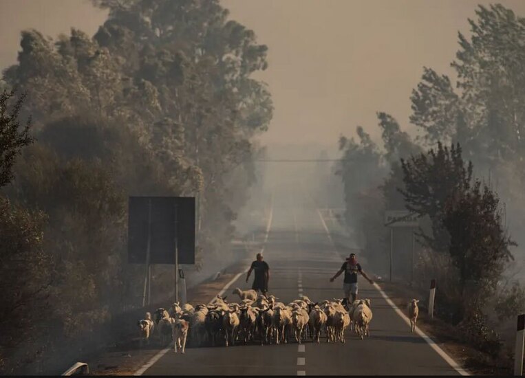 تلاش یک چوپان برای دور کردن گله اش از مناطق آتش سوزی 