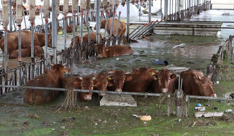 نفوذ سیلاب به یک گاوداری