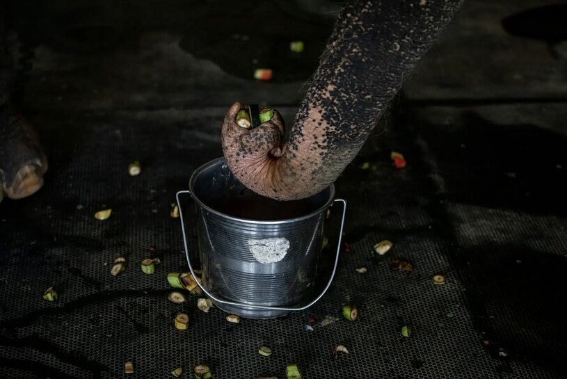 یک فیل نابینا اوتارپرادش هند