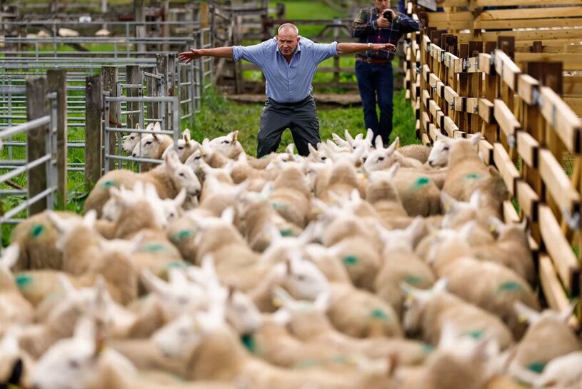 بزرگ ترین حراج روزانه بره گوسفند در اروپا