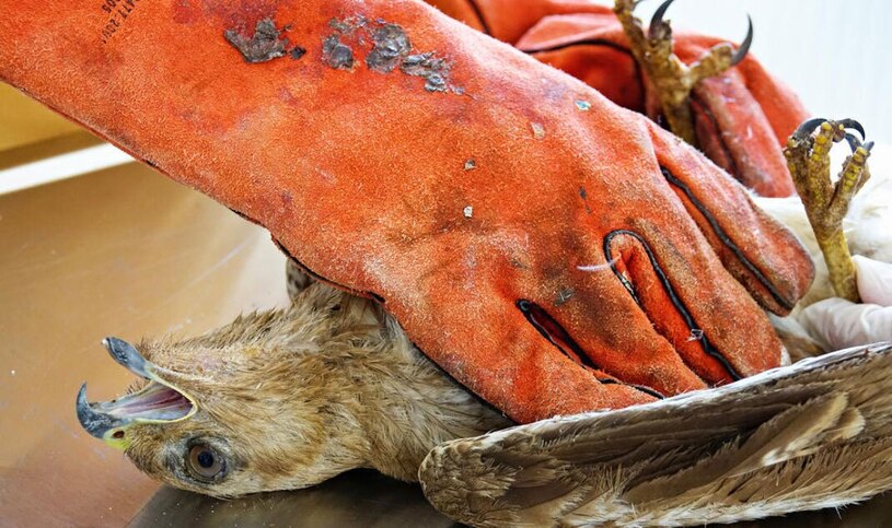 درمان  شاهین ترکیه