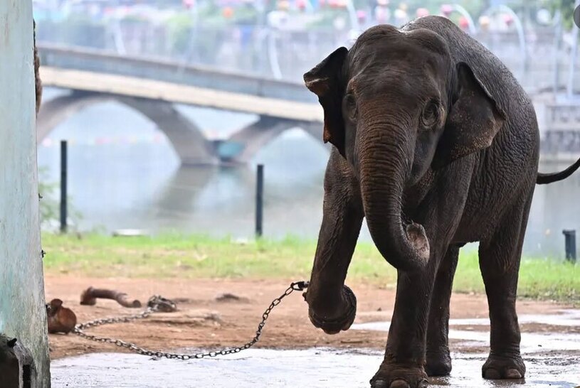 انتشار تصاویر یک فیل زنجیر شده در باغ وحش شهر هانوی ویتنام
