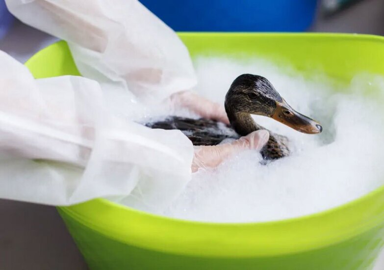 شستشوی اردک  آتش سوزی جنگلی تورنتو کانادا