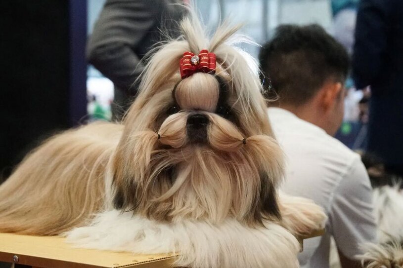  حیوانات خانگی در شانگهای چین