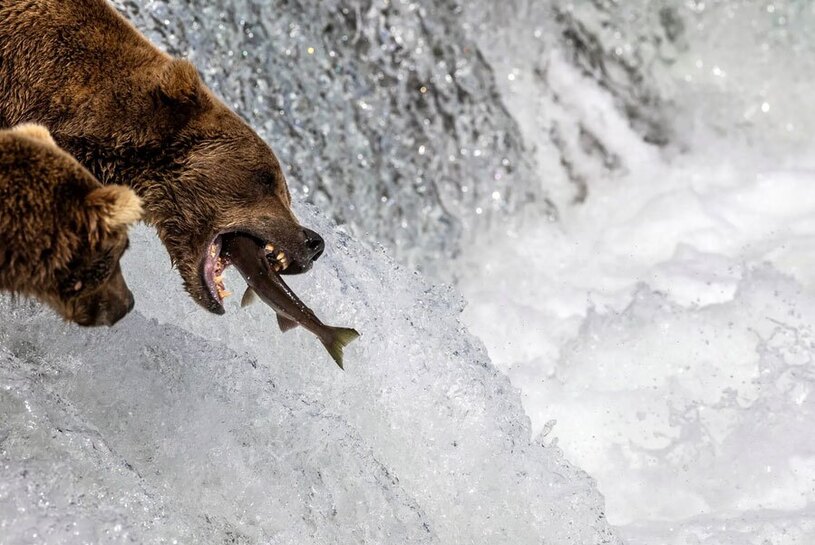 خرس قهوه ای در رودخانه ای در ایالت آلاسکا