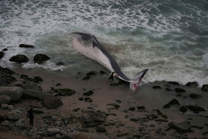 نهنگ مرده در ساحل شهر لیما پرو