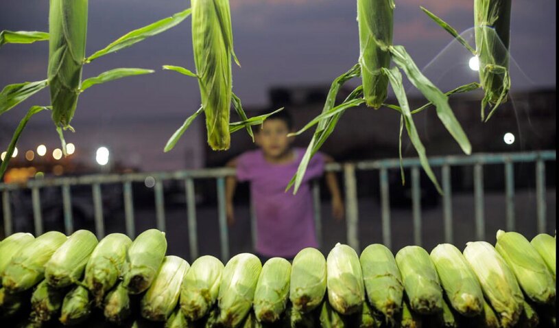  فروش ذرت در غزه