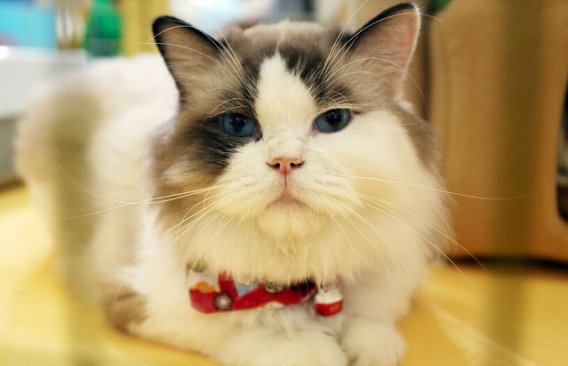 نمایشگاه حیوانات خانگی  شانگهای چین