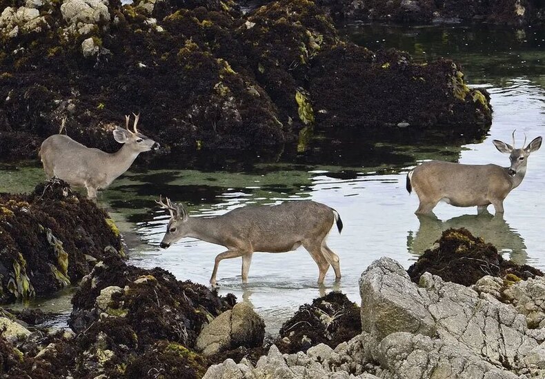 آب تنی گوزن هاسواحل اقیانوسی  کالیفرنیا آمریکا