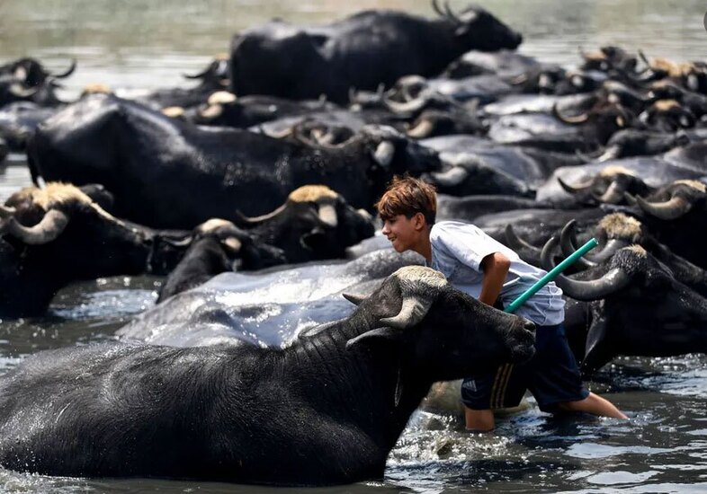 آب تنی گاومیش ها عراق