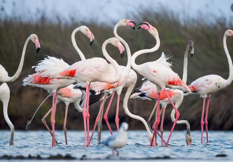حضور صدها فلامینگوی مهاجر در دلتای کوجاچای