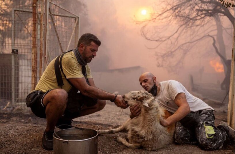 نجات یک گوسفند از مزرعه ای در حال سوختن 