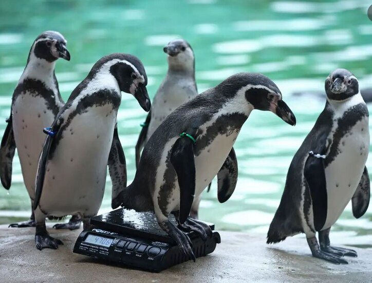 وزن کشی سالانه حیوانات باغ وحش لندن