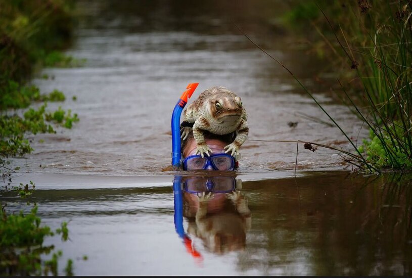 دیدنی های امروز؛ از جشنواره تتو تا جشنواره سالانه موقرمزها مسابقه غواصی باتلاقی منطقه ولز بریتانیا