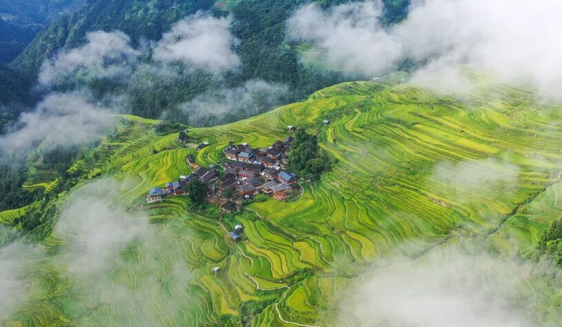 دیدنی های امروز؛ از جشنواره تتو تا جشنواره سالانه موقرمزها شالیزارهای برنج "جیاپانگ"