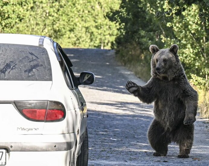 دیدنی های امروز؛ از جشنواره تتو تا جشنواره سالانه موقرمزها خرس جاده ای دریاچه نمرود بیتلیس ترکیه