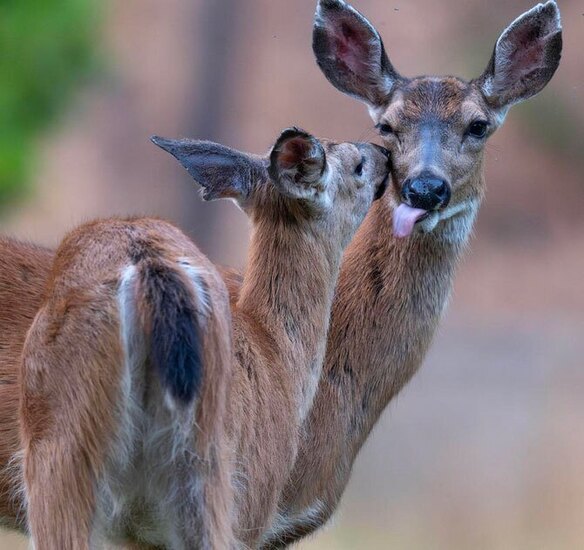 دیدنی های امروز؛ از جشنواره تتو تا جشنواره سالانه موقرمزها گوزن های دم سیاه در مزرعه ای در اورگان آمریکا