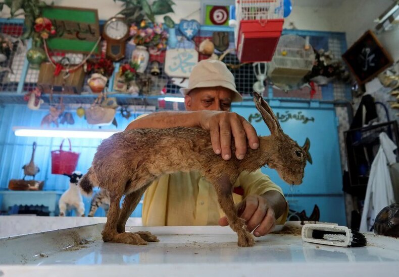 کارگاه یک "تاکسیدرمیست" در تونس