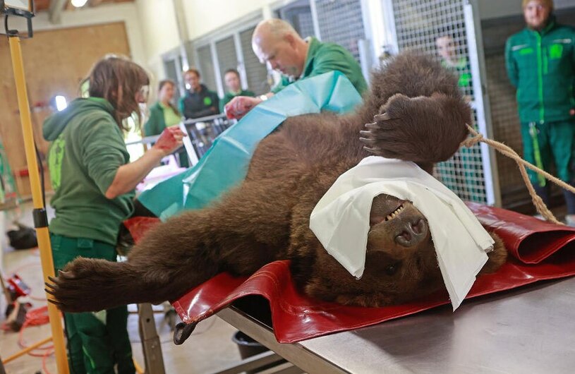 اخته کردن یک خرس قهوه ای