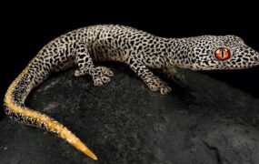 مارمولک دم طلائی سم