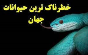 خطرناک ترین حیوان جهان