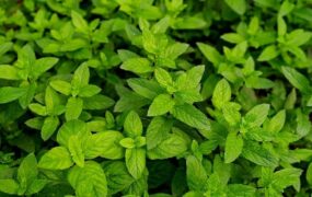 خواص بی نظیر نعنا برای معده