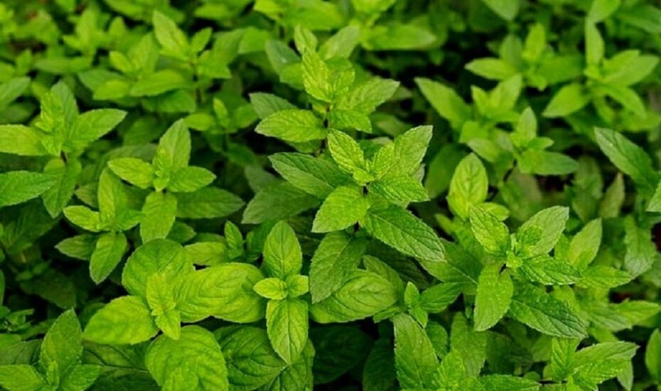 خواص بی نظیر نعنا برای معده