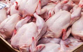 قیمت جدید گوشت مرغ