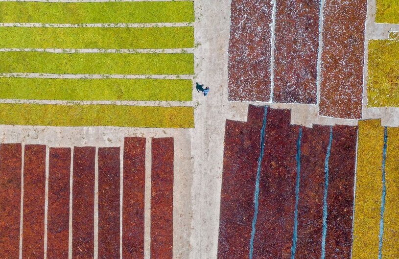 خشک کردن انگورهای برداشت شده در ازمیر ترکیه