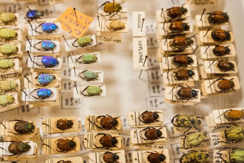 مرکز حشره شناسی "مانوئل اورتگا"