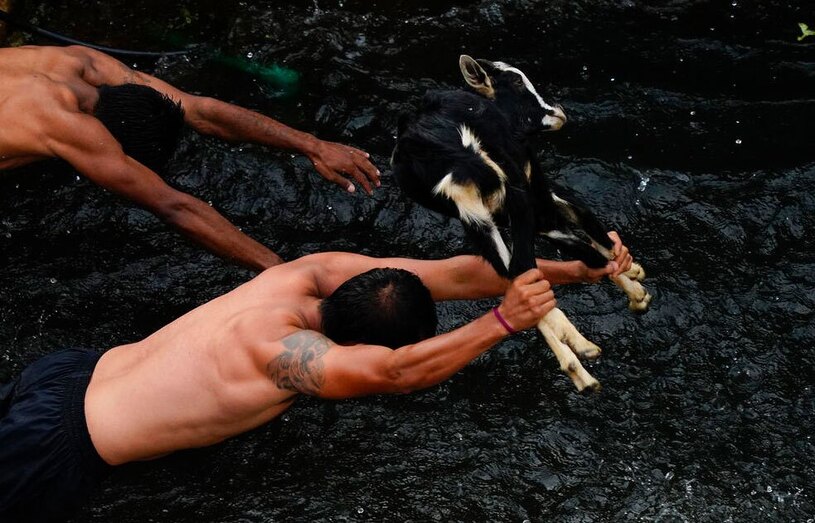 مسابقه آیینی پرش با بز درون برکه در نپال