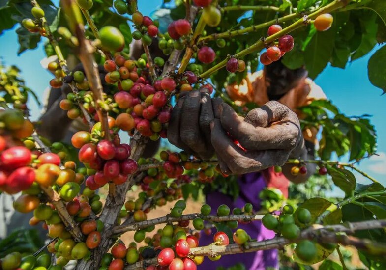 مزارع دانه قهوه در کنیا