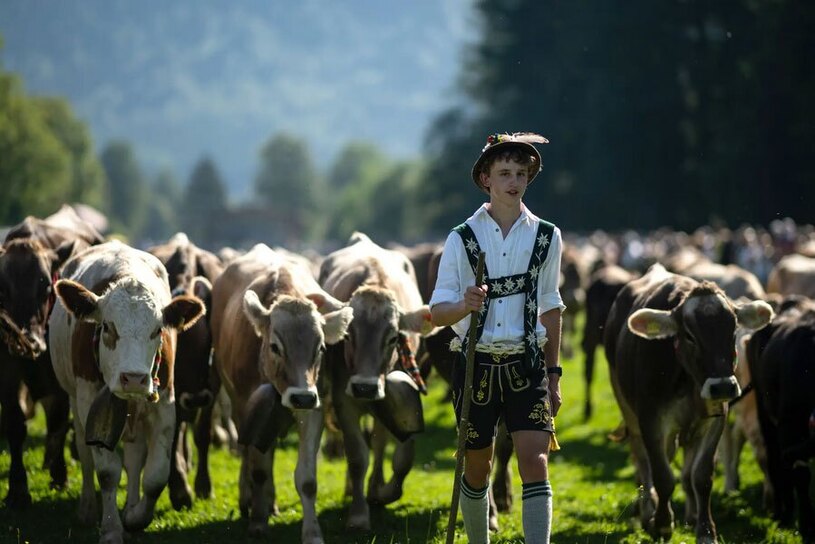 چوپان آلمانی در حال هدایت دام هایش 