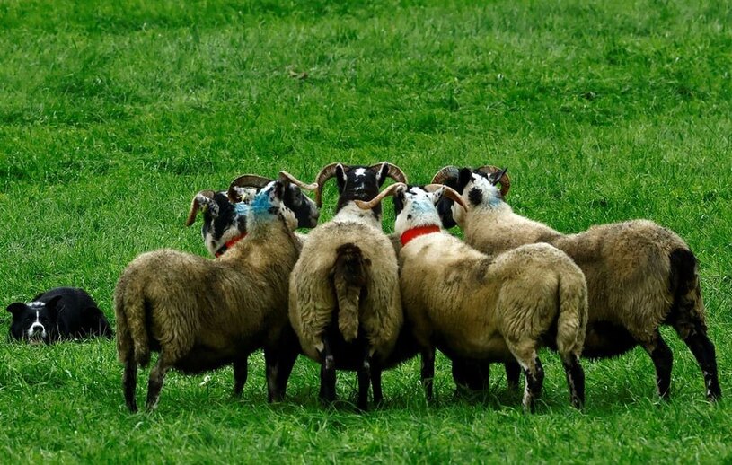 دیدنی های امروز؛ از فاجعه سیل لیبی تا مسابقات جهانی انتخاب سگ گله مسابقات جهانی انتخاب بهترین سگ گله