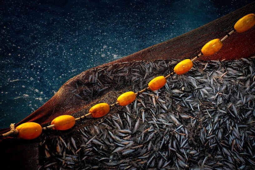 صید ماهی ساردین در دریای آدریاتیک