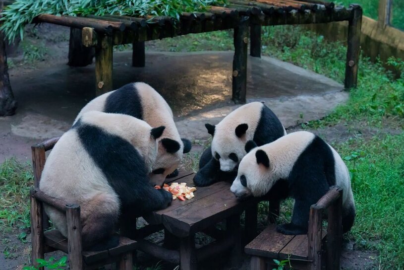 زنگ ناهار پانداها در باغ وحشی در چین